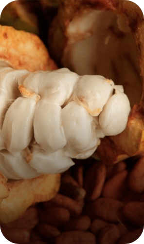 Efecto Cacao, alianza por las comunidades