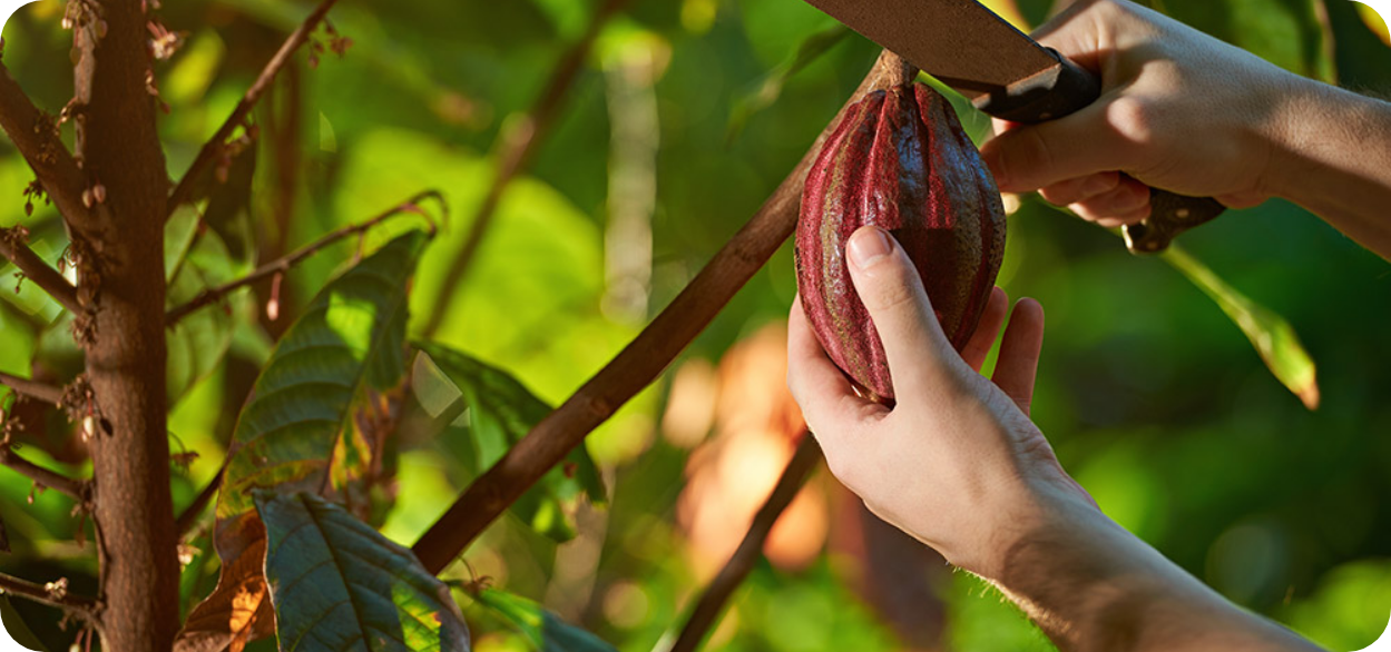 Fundación Luker apoya a los cacaoteros